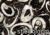 shell bloom